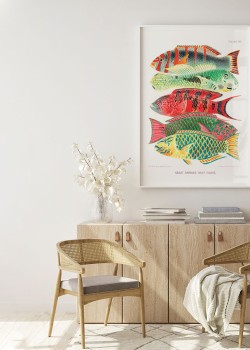 Πολύχρωμα ψάρια