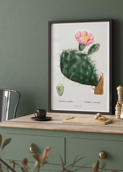 Ανθισμένος κάκτος