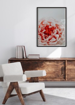 Κόκκινη παιώνια σε λευκό φόντο