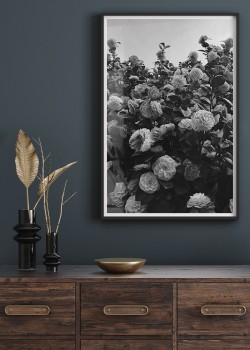 Κήπος με καμέλιες