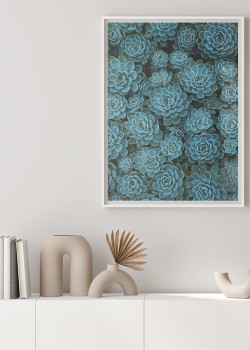 Κακτοειδή φυτά