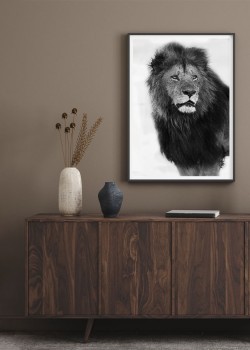 Λιοντάρι, ο βασιλιάς της ζούγκλας