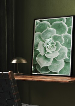 Μεξικάνικο τριαντάφυλλο