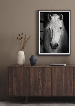 Άσπρο άλογο