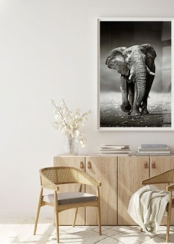 Ελέφαντας που τρέχει