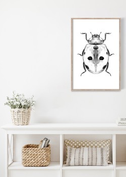 Ασπρόμαυρη πασχαλίτσα