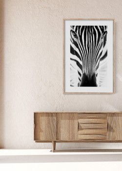 Βλέμμα ζέβρας