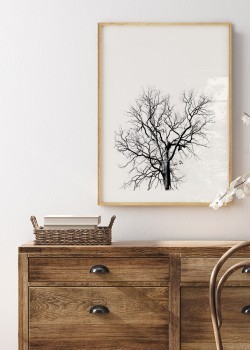 Ξερό δέντρο σε λευκό φόντο