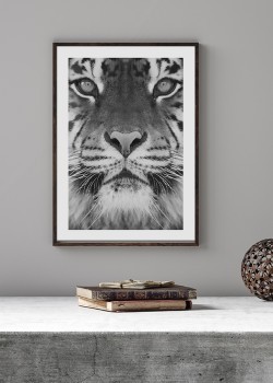 Επιβλητική Τίγρης