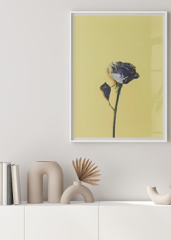 Μαύρο τριαντάφυλλο