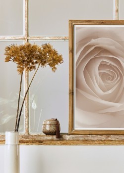 Άσπρο τριαντάφυλλο