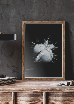 Λευκός κάκτος