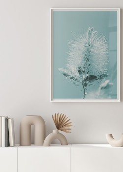 Λευκή πικραλίδα