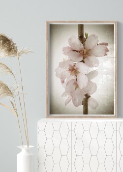 Άνθη αμυγδαλιάς