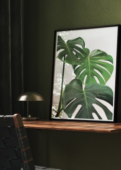 Φύλλα monstera