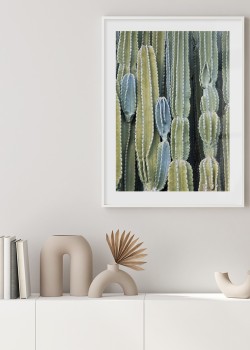 Ακανθώδεις κάκτοι