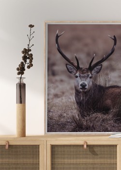 Άγριο ελάφι