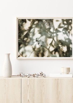 Σκιές από Κλαδί Ελιάς