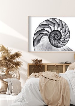 Κέλυφος μαργαριταρένιου ναυτίλου