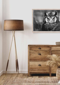 Ασπρόμαυρη Κουκουβάγια