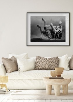 Πεσμένη Ζέβρα