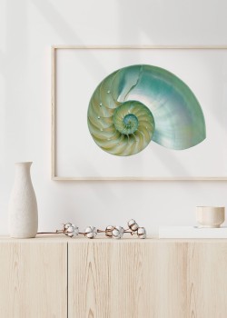 Μαργαριταρένιος ναυτίλος