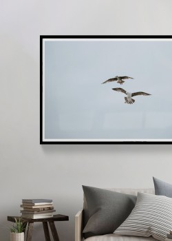 Πουλιά στον αέρα