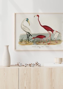 Πολύχρωμα Φλαμίνγκο