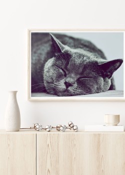 Γάτα που κοιμάται