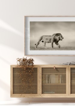 Λιοντάρι στην Σαβάνα