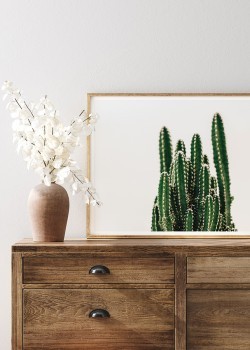 Μικρός κάκτος