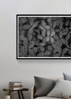 Σεφλέρα νάνα