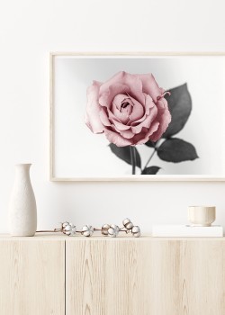 Ροζ Τριαντάφυλλο