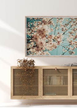 Ανθισμένη αμυγδαλιά