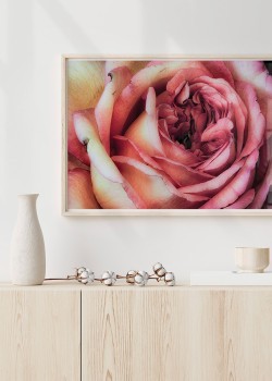 Τριαντάφυλλο τσαγιού