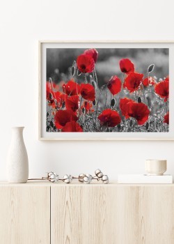 Κόκκινες παπαρούνες