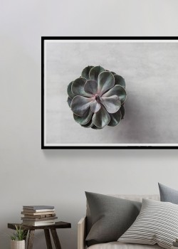 Απομίμηση κακτοειδούς φυτού