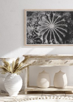 Ασπρόμαυρη πικραλίδα