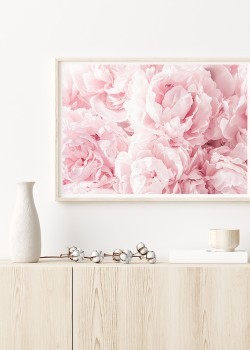 Ροζ τριαντάφυλλα