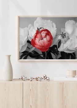 Κόκκινα και άσπρα λουλούδια