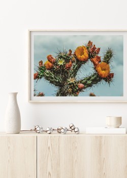 Ανθισμένος κάκτος