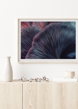 Πλατύφυλλο φυτό