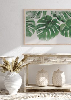 Φύλλα monstera deliciosa