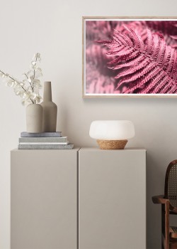 Matteuccia struthiopteris