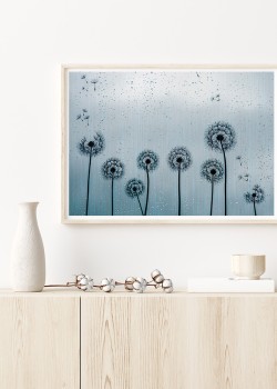 Πικραλίδες