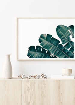 Φύλλα μπανανιάς