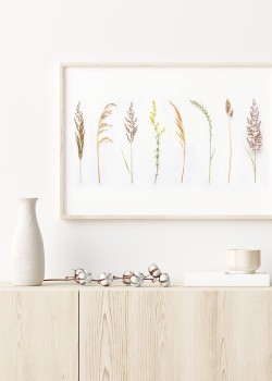 Είδη άγριων βοτάνων