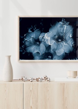 Λουλούδι Ιπόμεα