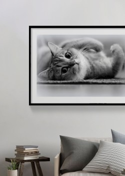 Ναζιάρα Γάτα