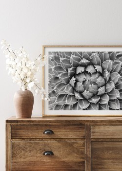 Κακτοειδή φυτό